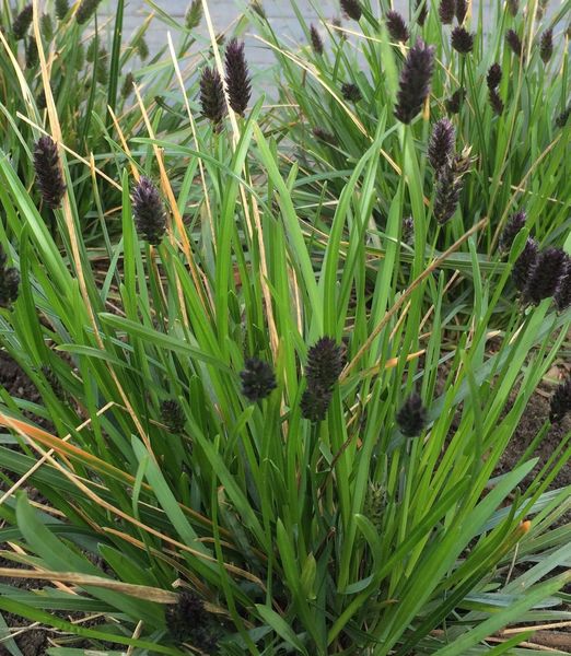Sesleria heufleriana